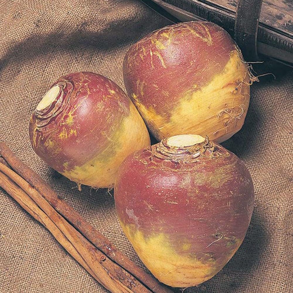 Swede Invitation Seeds – Winter Hardy, Purple Top with Good Disease Resistance – for Your Beautiful Kitchen Garden