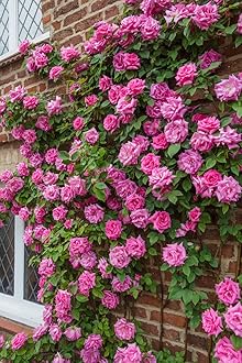 Striking Pink Climbing Rose Plant in a 3 Lt Pot Perfect for Outdoor Gardening, Vertical Gardens & Romantic Garden Design