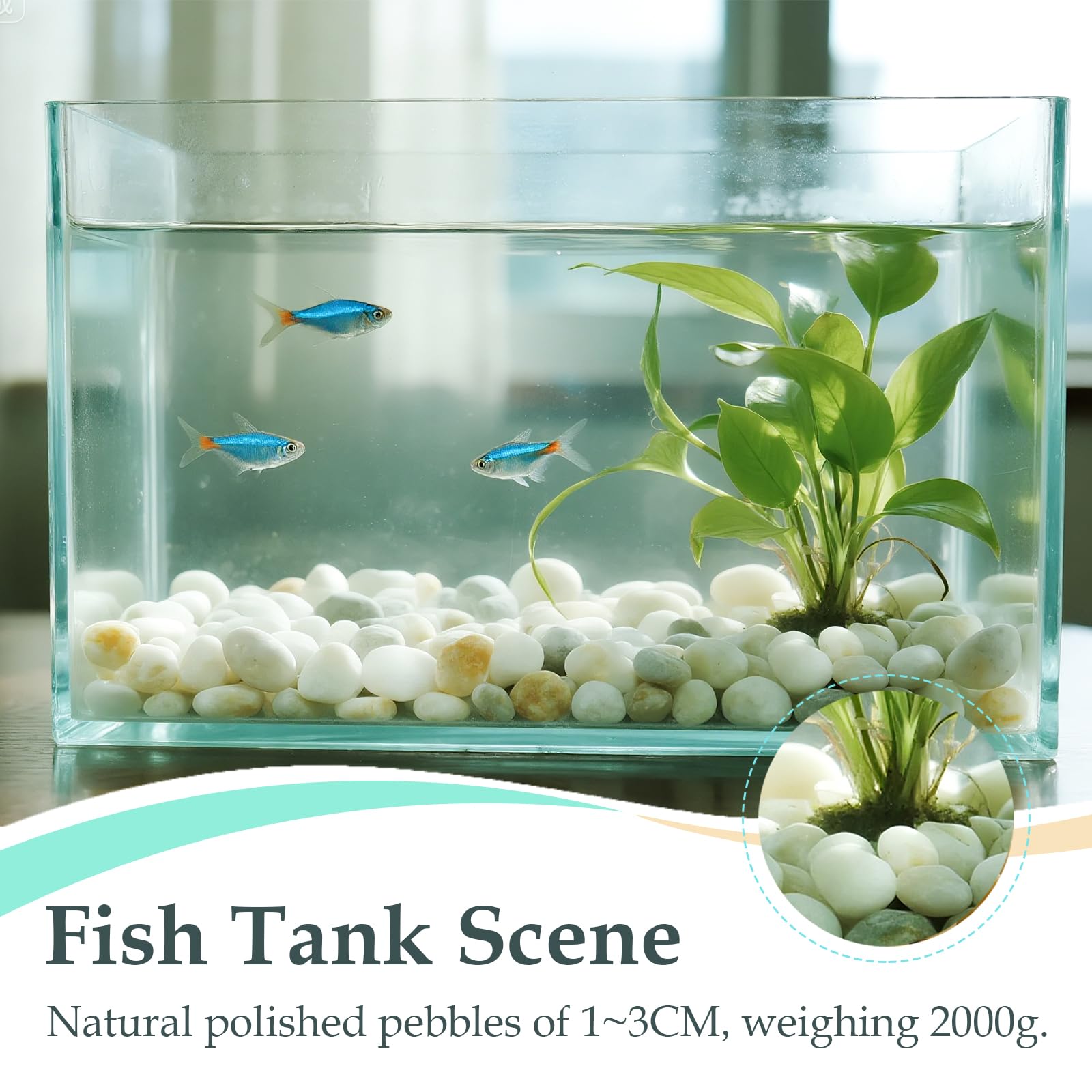 2000g Galets Naturelsdecoratif Poli, 1-3 cm Petit Cailloux Decoratif pour Plante, Galets de Rivière Pierres Polies Décoratives Naturelles pour Aquarium Vase Jardin Plantes (Blanc, 1-3 cm)