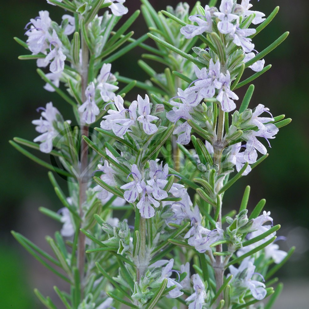 Rosemary Miss Jessopps Upright - Hardy Evergreen Shrub (10-20cm, 8cm Pot)