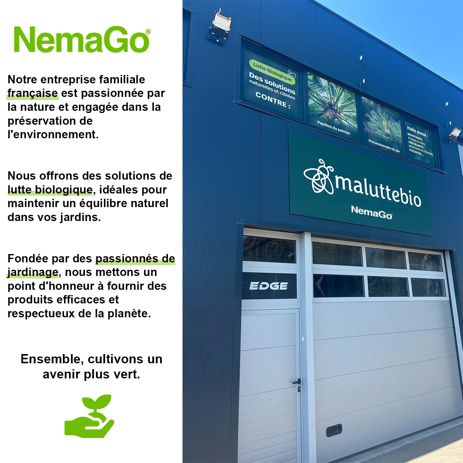 Nématodes Traitement contre le Papillon du Palmier et le Charançon Rouge - Traiter 2 à 6 Palmiers - Lutte biologique - Anti vers et larves