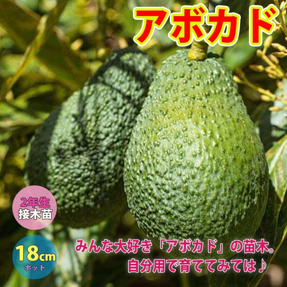 Amazon アボカドの苗木 ハス種18cmポット苗 1本売り ポット苗なのでほぼ年中植付け可能 果樹 2年生 接木苗 即出荷 果肉に脂肪分を多く含むため 森のバター といわれています また 脂肪分の80 以上が不飽和脂肪酸の高い食材です 醤油にも合い幅広い調理が可能