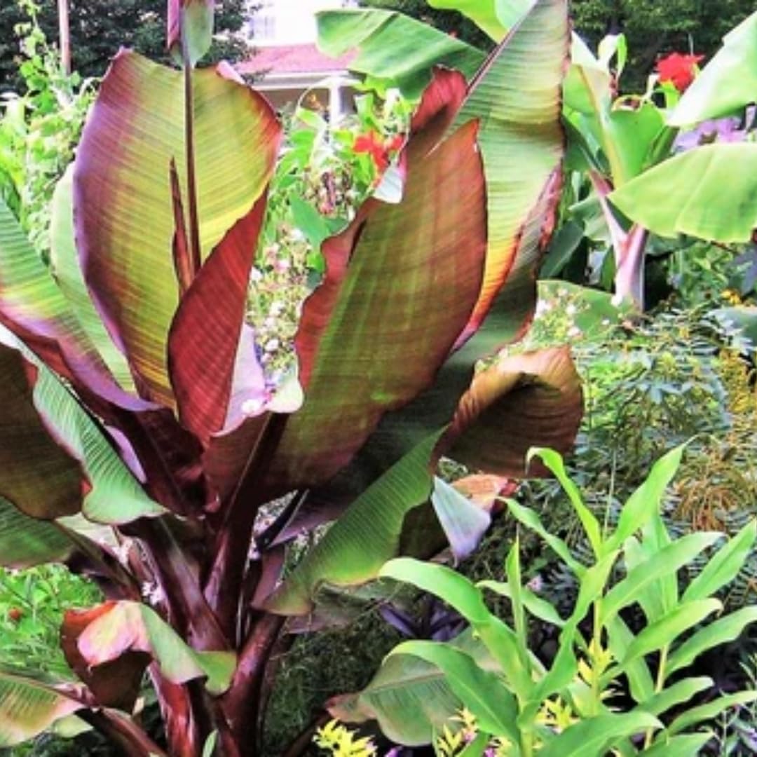Musa Maurelli Banano Rosso Pianta Ornamentale Tropicale in Vaso 24 cm, Pianta Esotica da Giardino e Terrazzo