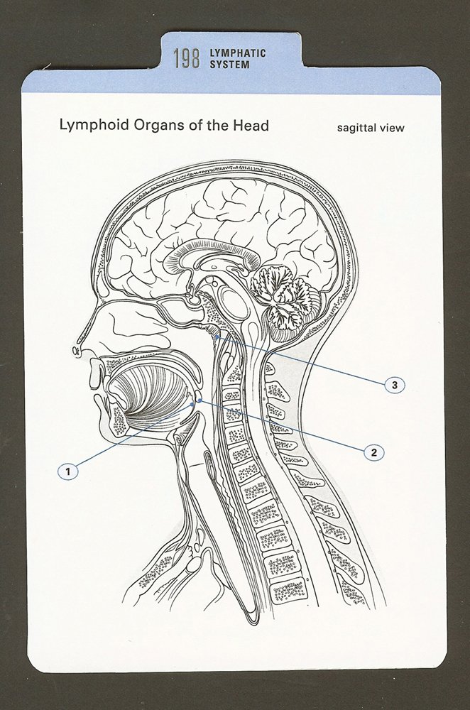 Anatomy Color-in Flash Cards: Ultimate 2-in-1 Learning Tool - Image 3