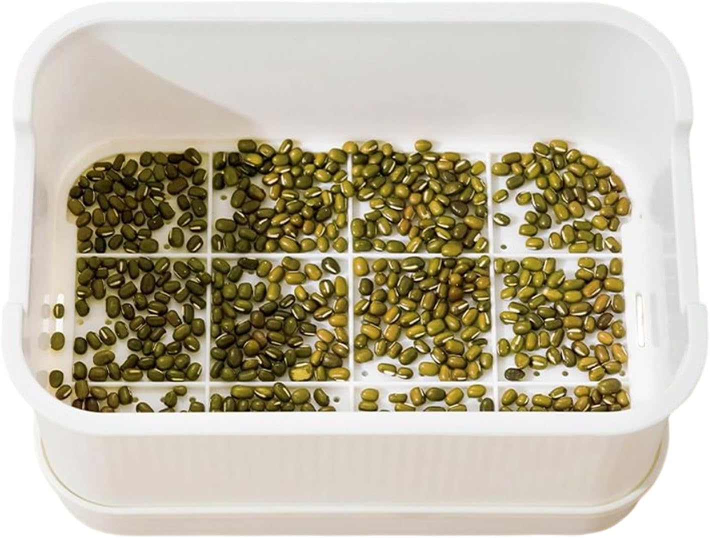 Sprouting Trays - Soil-Free Propagator with Lid,Sprout Grower,for Bean Pea Wheatgrass Growing Planting Cultivation