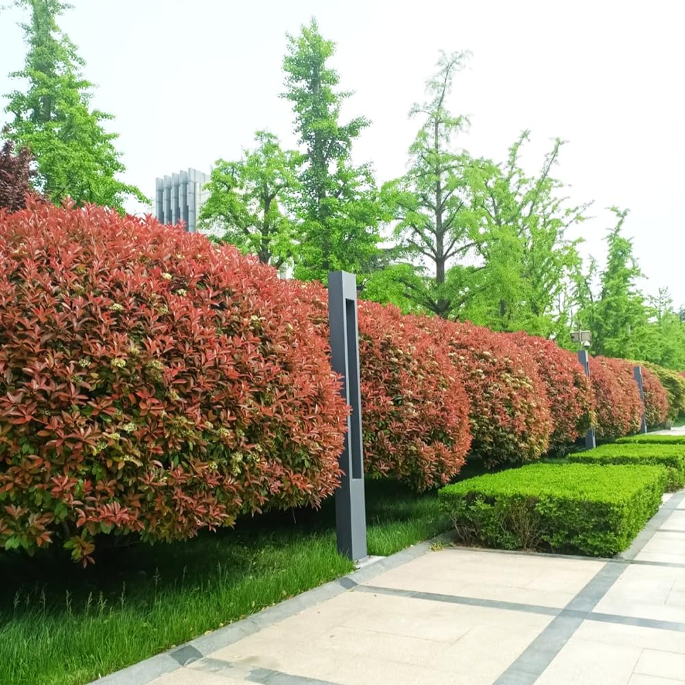 800 pcs glanzmispel red robin samen-heckenpflanzen winterharte pflanzen fr  garten bumchen fr garten bonsai samen kbelpflanzen winterhart immergrne  strucher winterhart pflanztpfe : Amazon.de: Garten