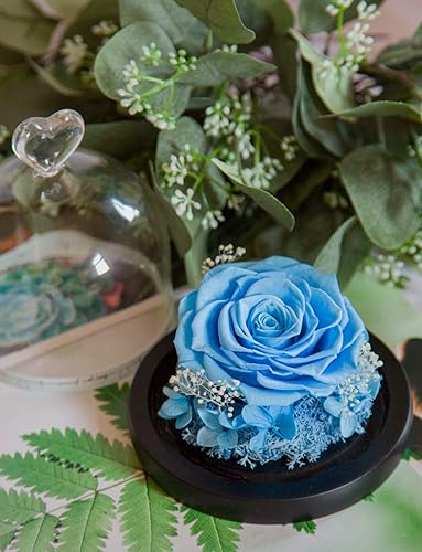 Miniatura 2 de DuHouse Forever Roses - Caja de flores reales preservadas, para regalo de San Valentín, cumpleaños, aniversario, Navidad (azul cielo)