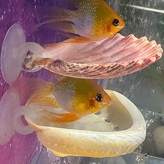 Oncpcare Betta Fish Resting Spot Shell Bed 2-Pack — Cozy Natural Shell Perch for Betta Tanks, Encourages Natural Resting & Hiding Behaviors