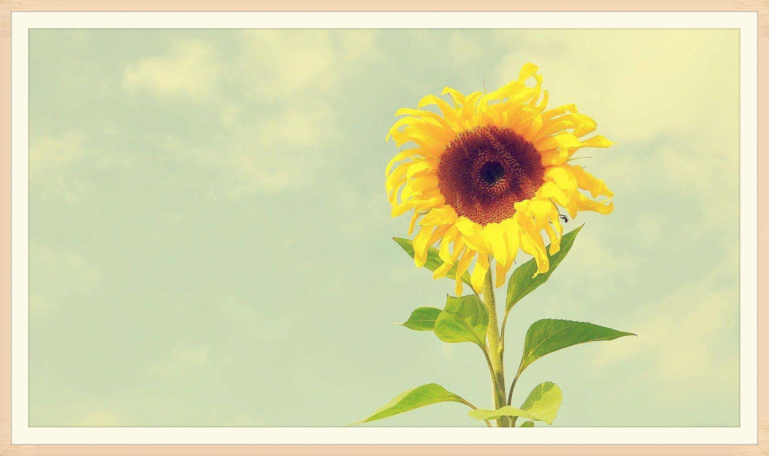 PUZZLECABIN Puzzle per Adulti Puzzle da 1000 Pezzi Girasole 18 Giocattolo educativo di decompressione intellettuale Puzzle Gioco Divertente per Famiglie per Adulti e Bambini