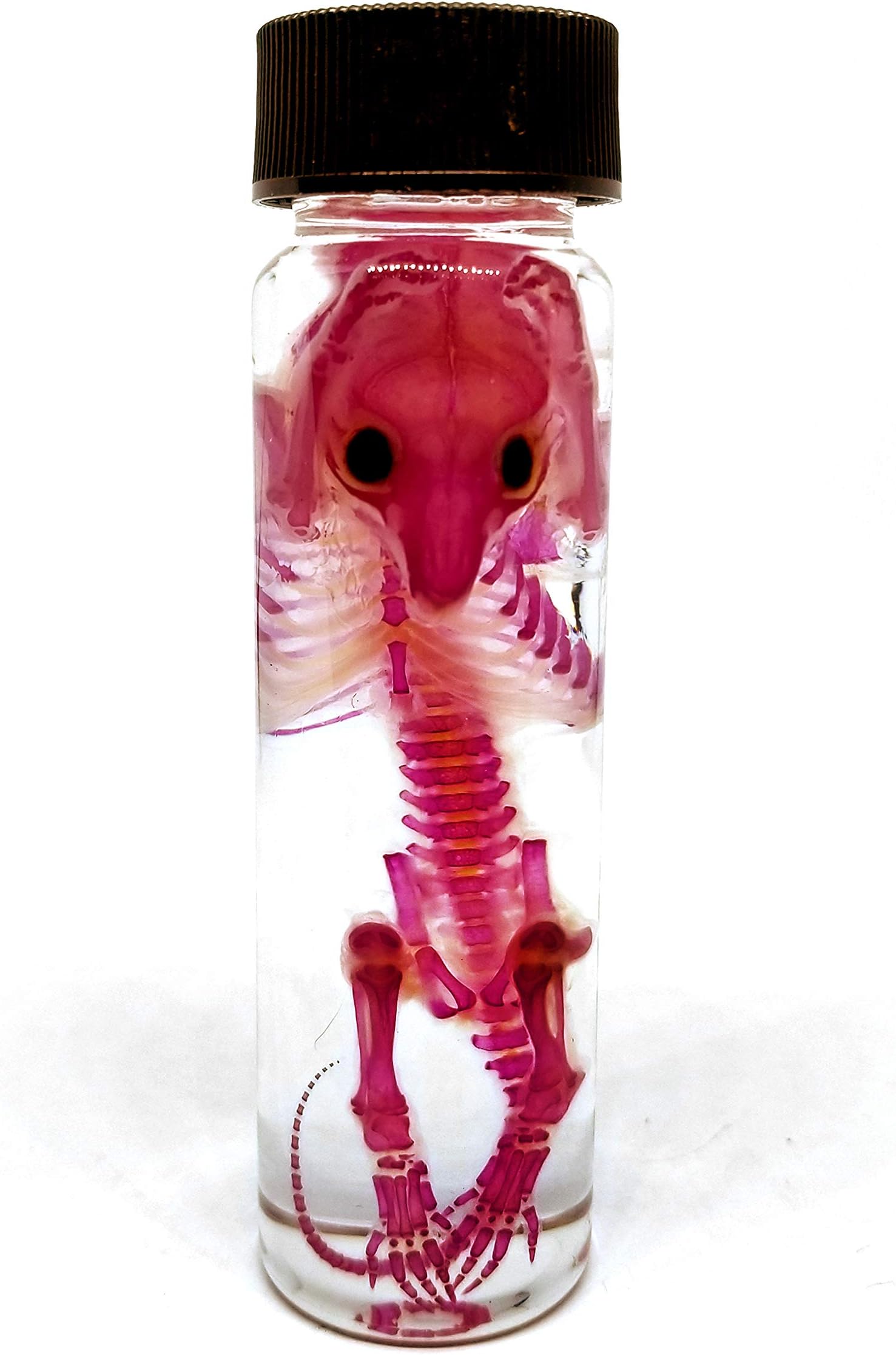 Diaphonized Rat Specimen by ANATOMIKA