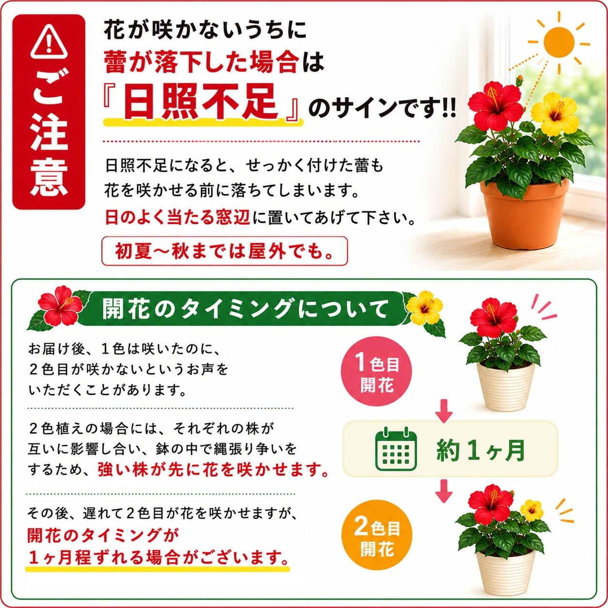 Amazon.co.jp: World Fantasy Garden 母の日 花 鉢植え ハイビスカス
