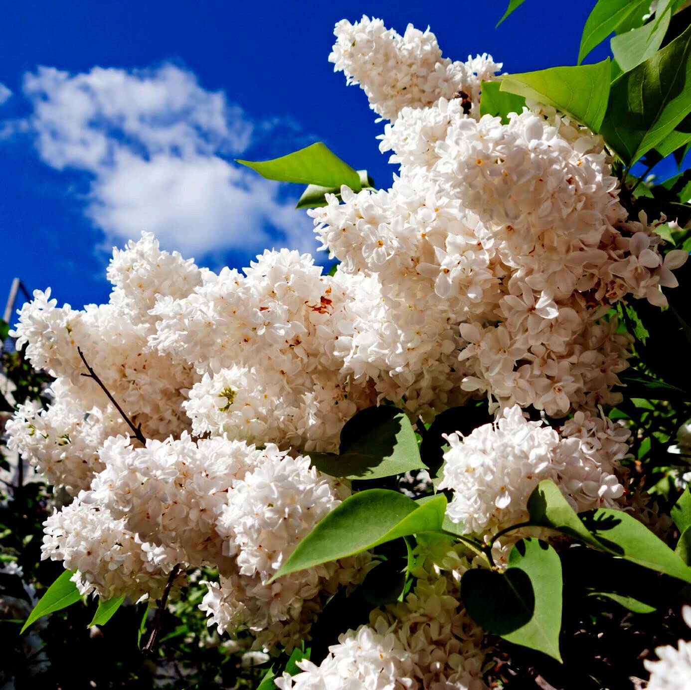 Amazon.com : 25 Seeds Japanese White Lilac Tree Seeds | Syringa