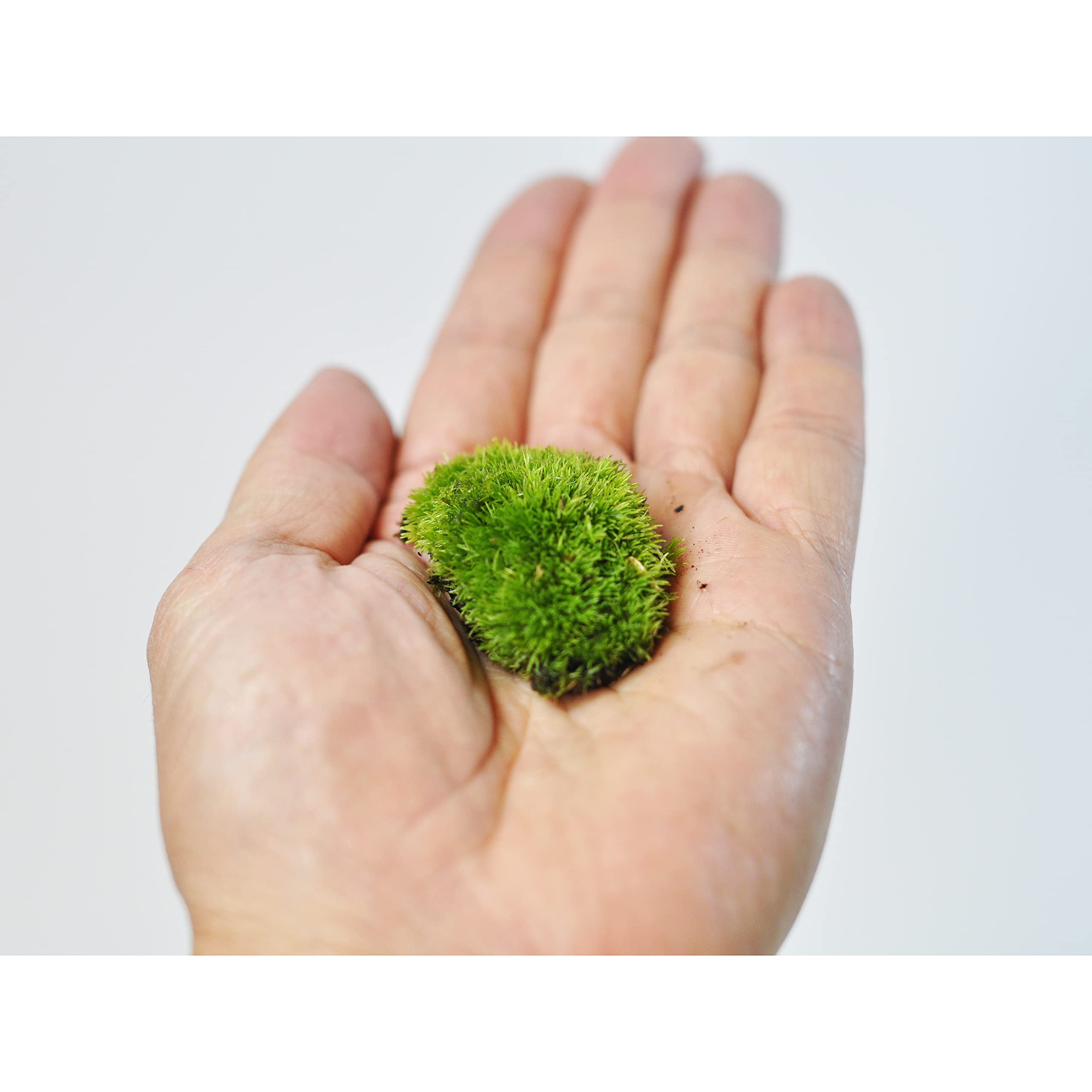Amazon.co.jp: 盆栽妙 山苔パック やまごけ 苔 コケ 苔テラリウム 