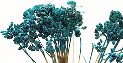 زهور لوناس مجففة بسيقان صفراء أو ملونة تدوم طويلًا (بلو بايوكس)