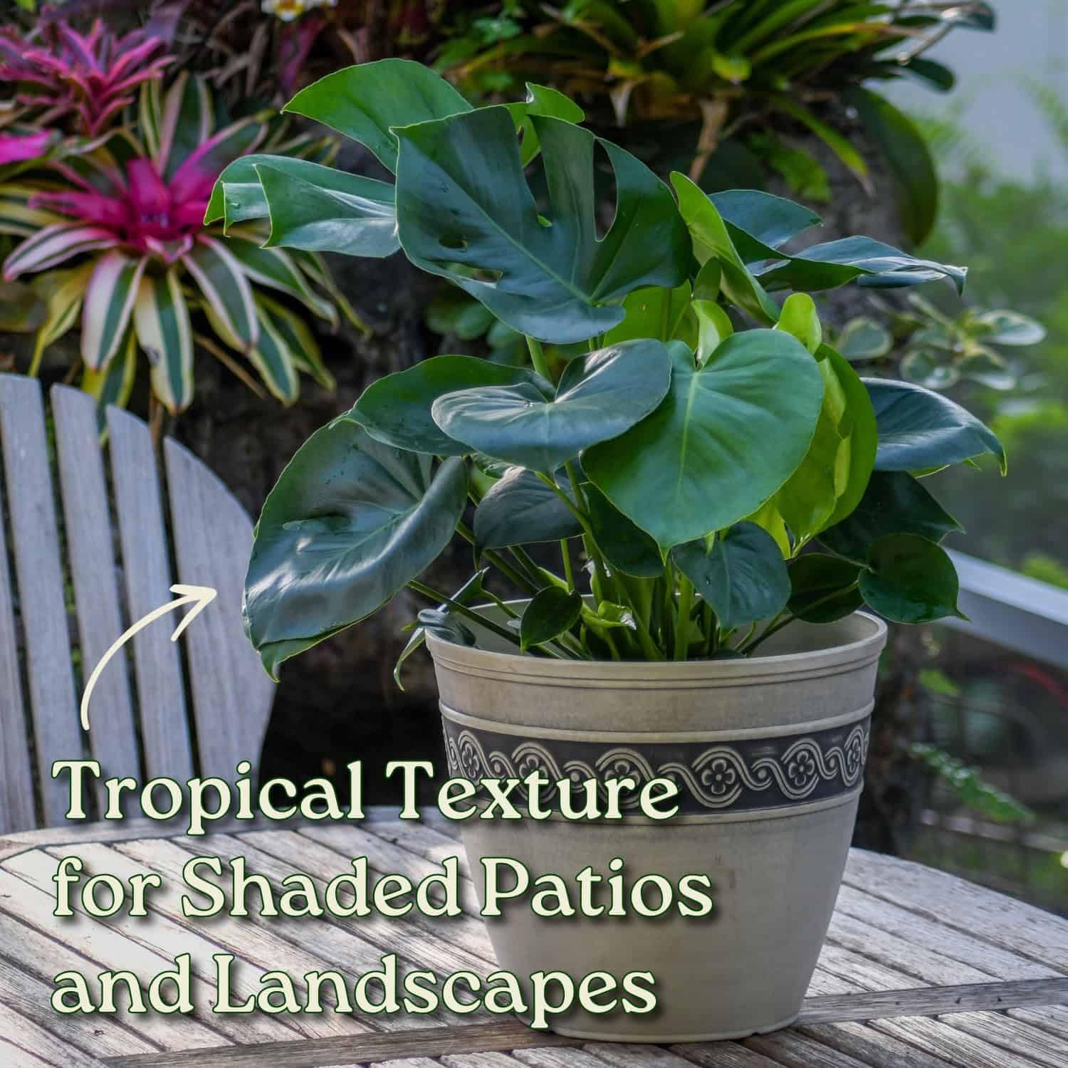 Monstera Delicioso - Swiss Cheese Plant - Overall Height 24" to 28" - Tropical Plants of Florida (Plant + Fertilizer + Soil)