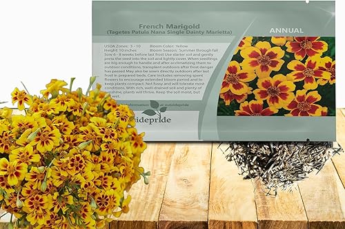 Outsidepride 500 semillas anuales Tagetes Patula francesa caléndula delicadas flores de jardín Marietta para plantar