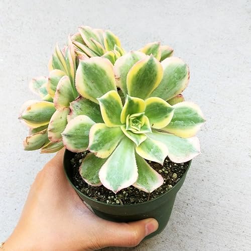 Miniatura 2 de Aeonium Sunburst - Suculenta abigarrada (4 pulgadas)