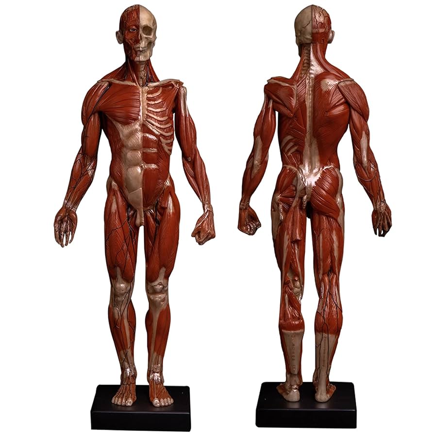 人体模型 豪华型人体骨骼模型| 1020176 | A13 | 全副骨骼架模型| 3B