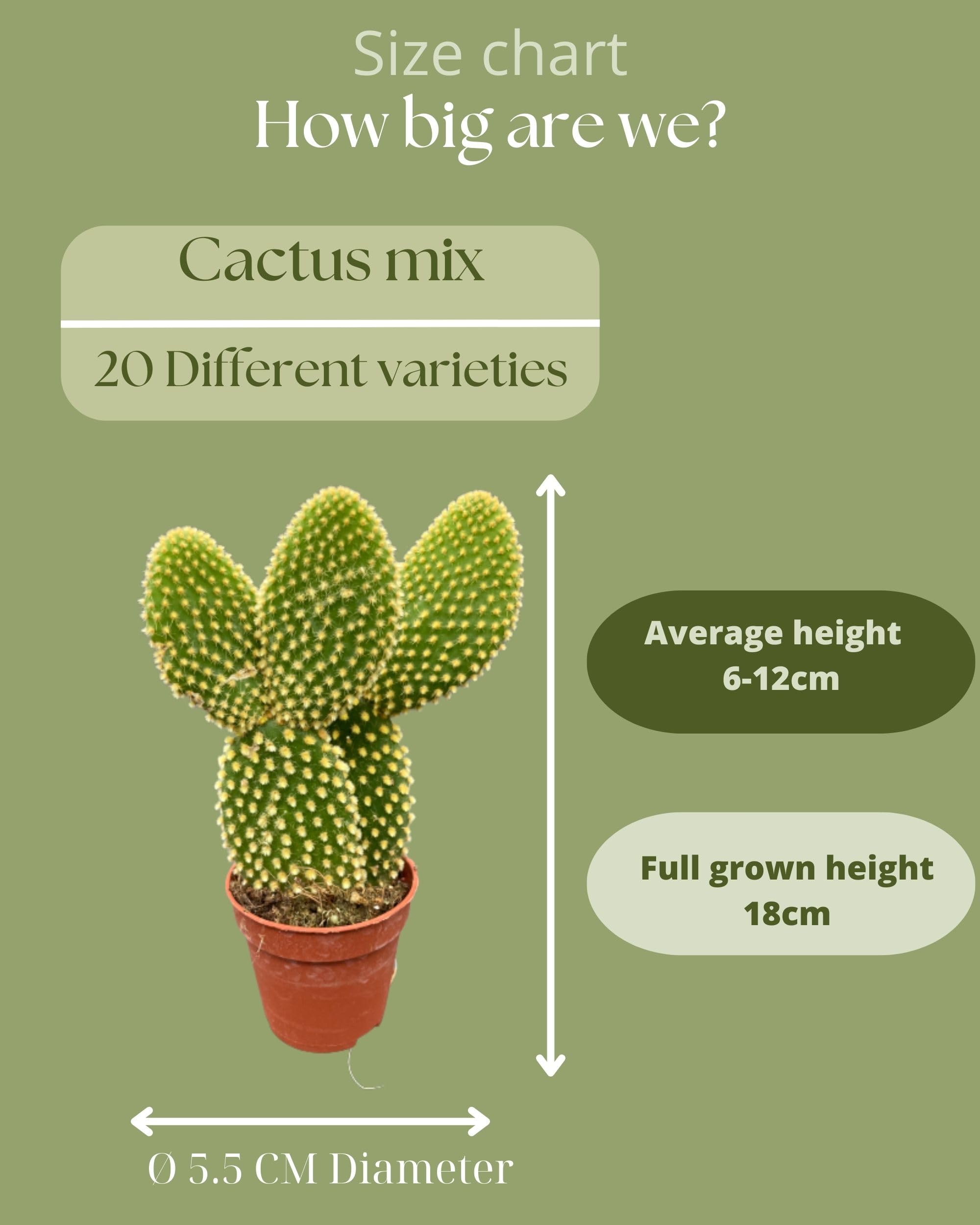 Cactus Mix 20 Verschiedene Arten, 5.5CM, 6-12CM Hoch (20 Stck) :  Amazon.de: Garten