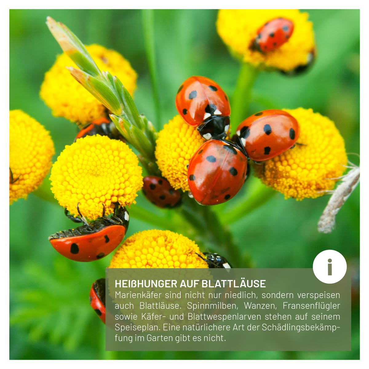 wildtier liebe Marienkäfer-Hotel, Marienkäferhaus - Wetterfest & Unbehandelt aus Massiv-Holz I Insektenhotel für Marienkäfer zum Aufhängen I Nistkasten, Marienkäferunterkunft für Garten, Balkon