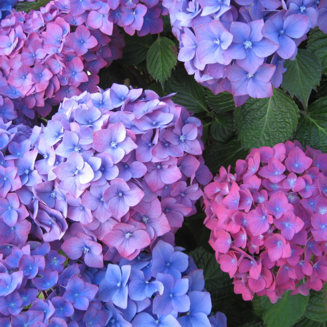 hydrangea0223ページ Hydrangea 3&4 — Lisa Masson Photography