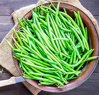 Bean Dwarf French Compass Green Garden Plant Half Hardy Annual Flowering Garden Plants Fruit Easy to Grow Your Own 1x Seed Packet by Thompson and Morgan.