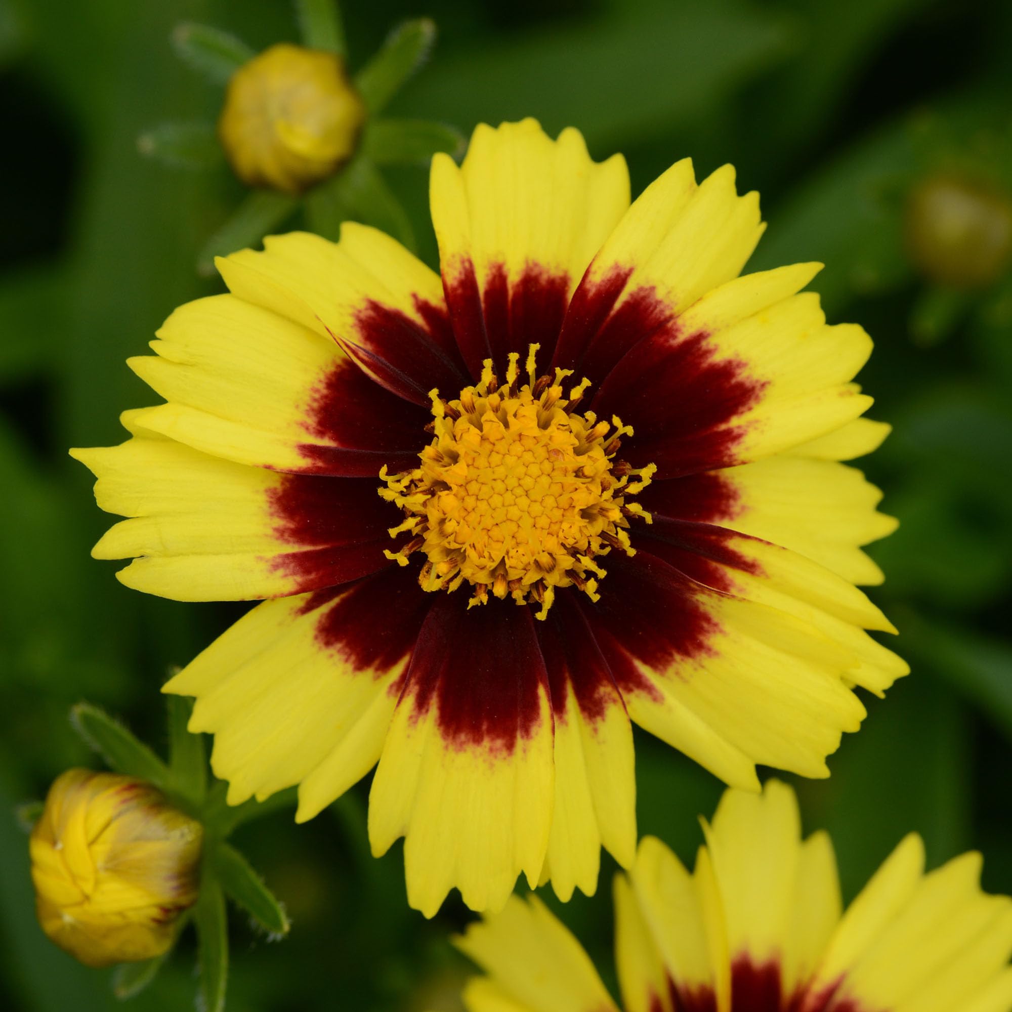 Tickseed Coreopsis UpTick Yellow & Red – Live Outdoor Perennial Plant – Compact Herbaceous Perennial with Yellow Flowers and Burgundy Centre – Ideal for Borders and Containers (3 Litre Pot, 20-30 cm)