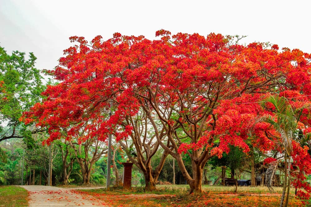 10 Graines De Delonix Regia (Flamboyant De Madagascar) - Plante Ornementale Aux Fleurs Rouges Spectaculaires