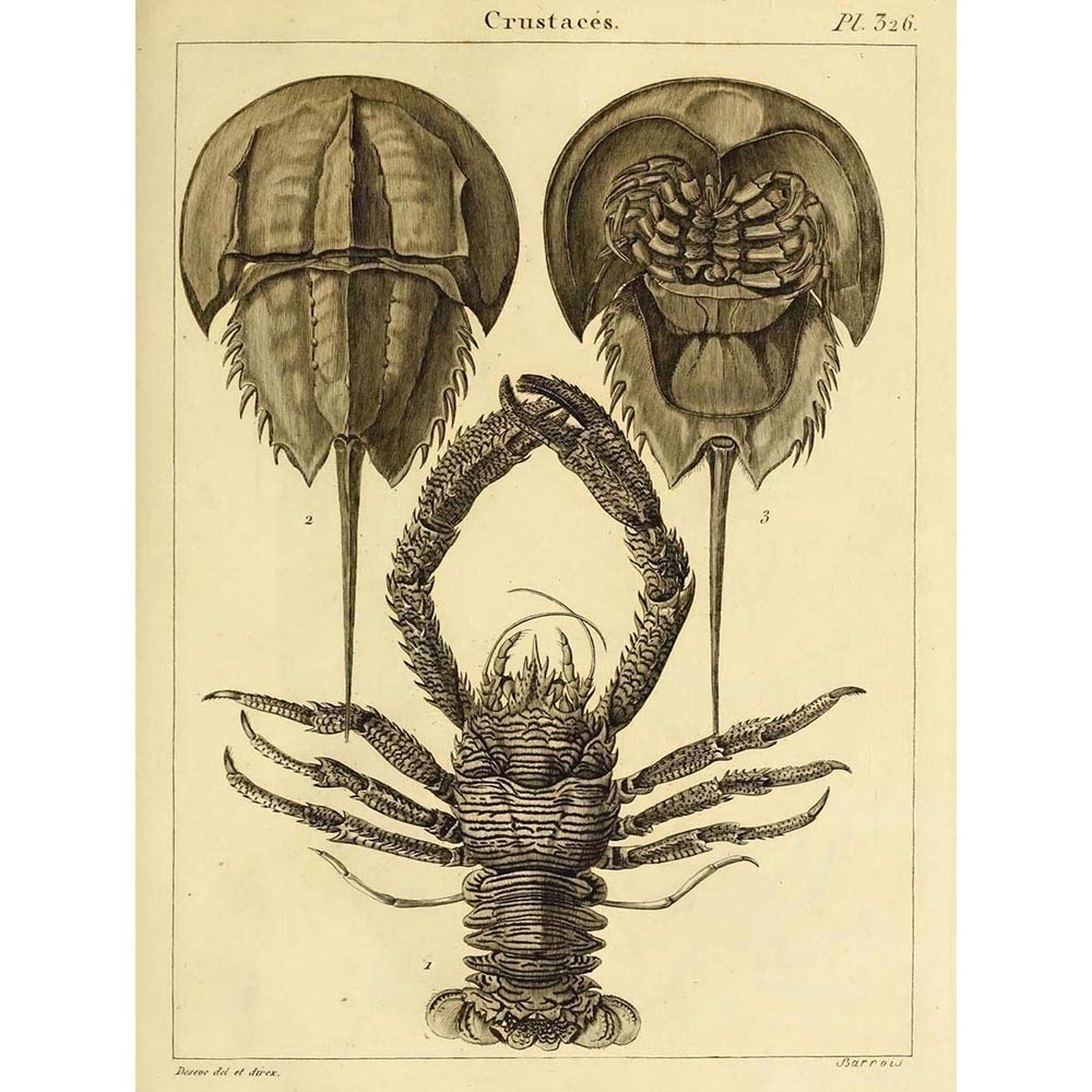 Wee Blue Coo Scientific Illustration Crustaceans Horsehoe Crab Art Print Poster Wall Decor 12X16 Inch