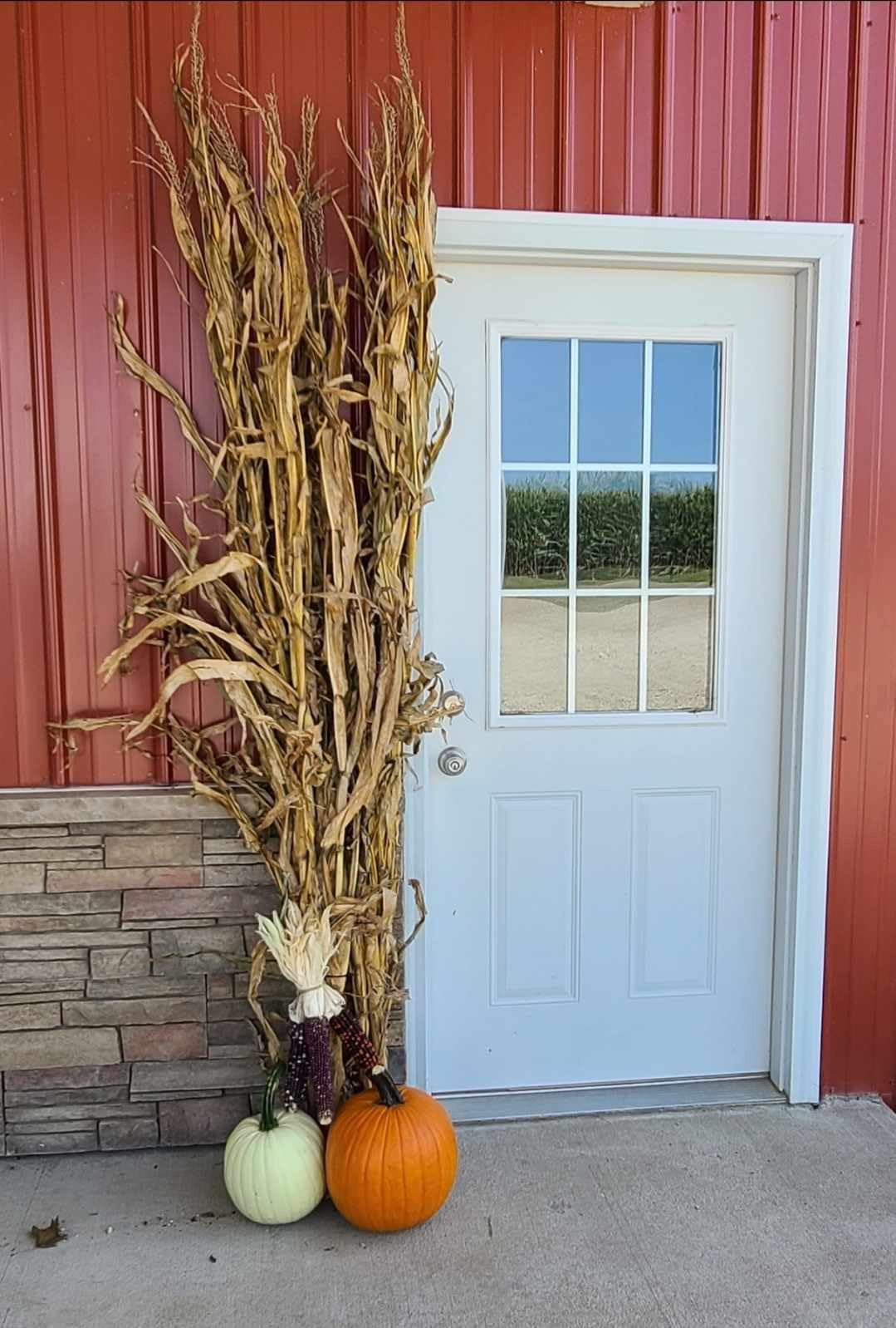 Dried Corn Stalks Bundle for Fall Decor or Display - Thanksgiving, Halloween & Autumn - Corn Shucks (12 Stalks) - We Do NOT Ship to California - 34.99