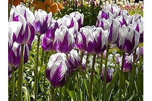 8 Bulbs Blueberry Ripple Triumph Purple Tulip