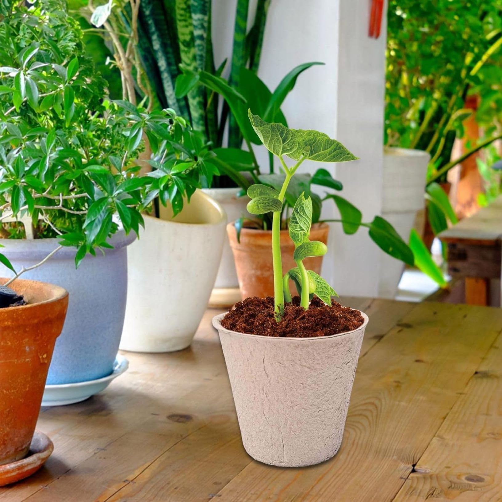 Amazon.co.jp: 育苗カップ 育苗ポット 栽培ポット 栽培鉢 定植育苗かご
