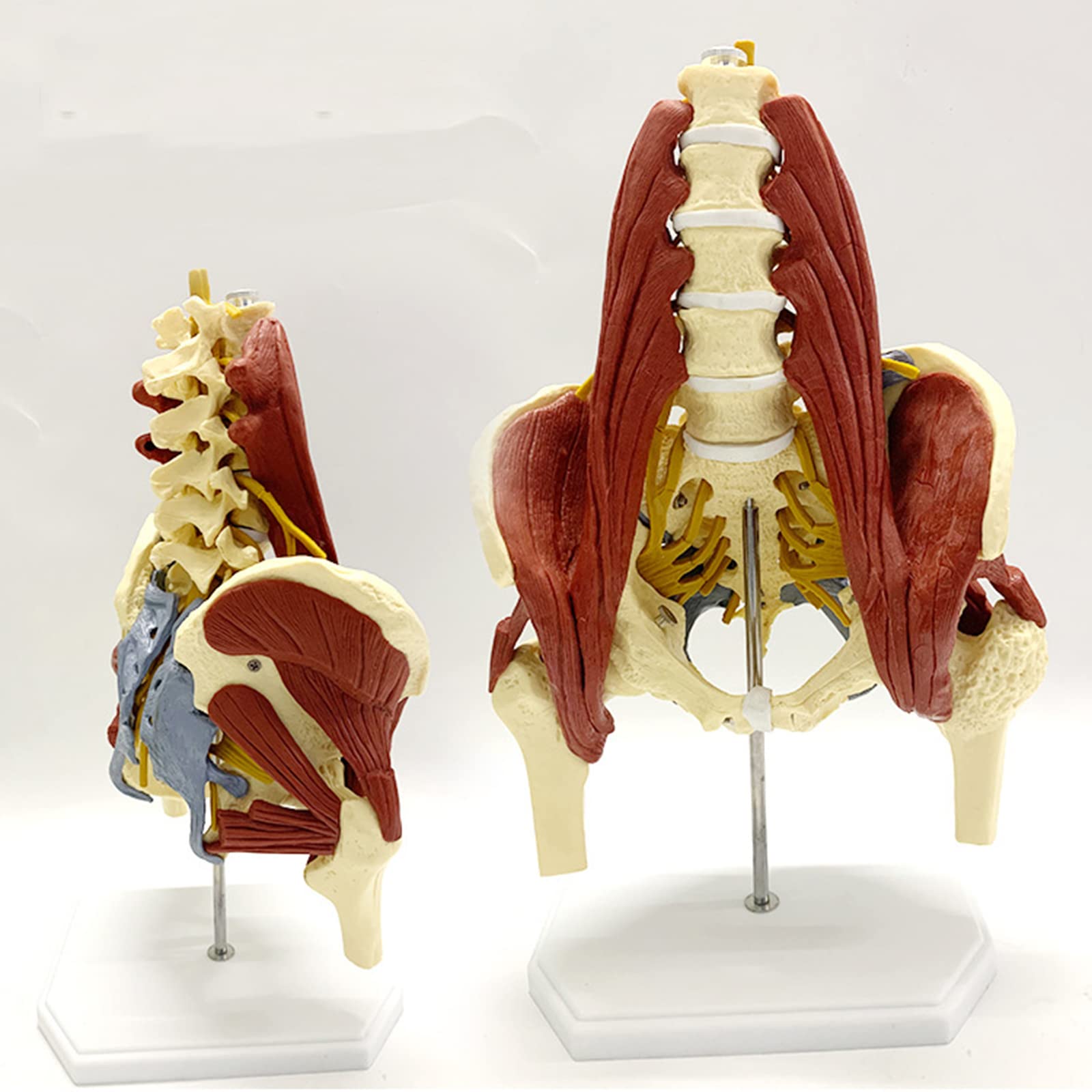 LHLYL-DP Female Pelvis Model Lumbar Spine Bone Model with Pelvic Floor Lumbar Spine Muscle Anatomy Model For Medical Professionals Students