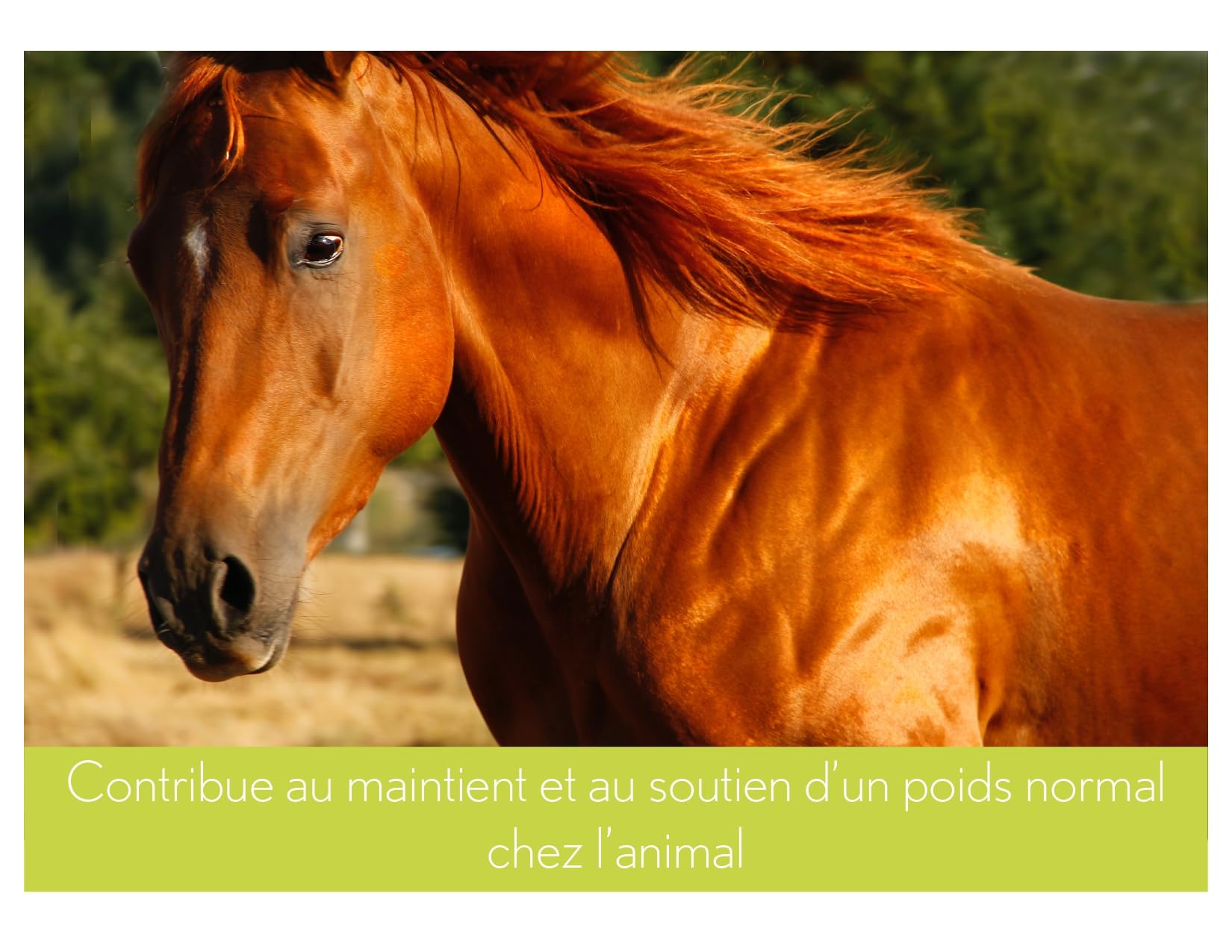 Ferme Oliméga, Huile de Caméline pour Chevaux 4L, Riche en oméga-3 polyinsaturés, Vitamine E, Pure et Pressée à Froid. Articulation Produit du Canada.