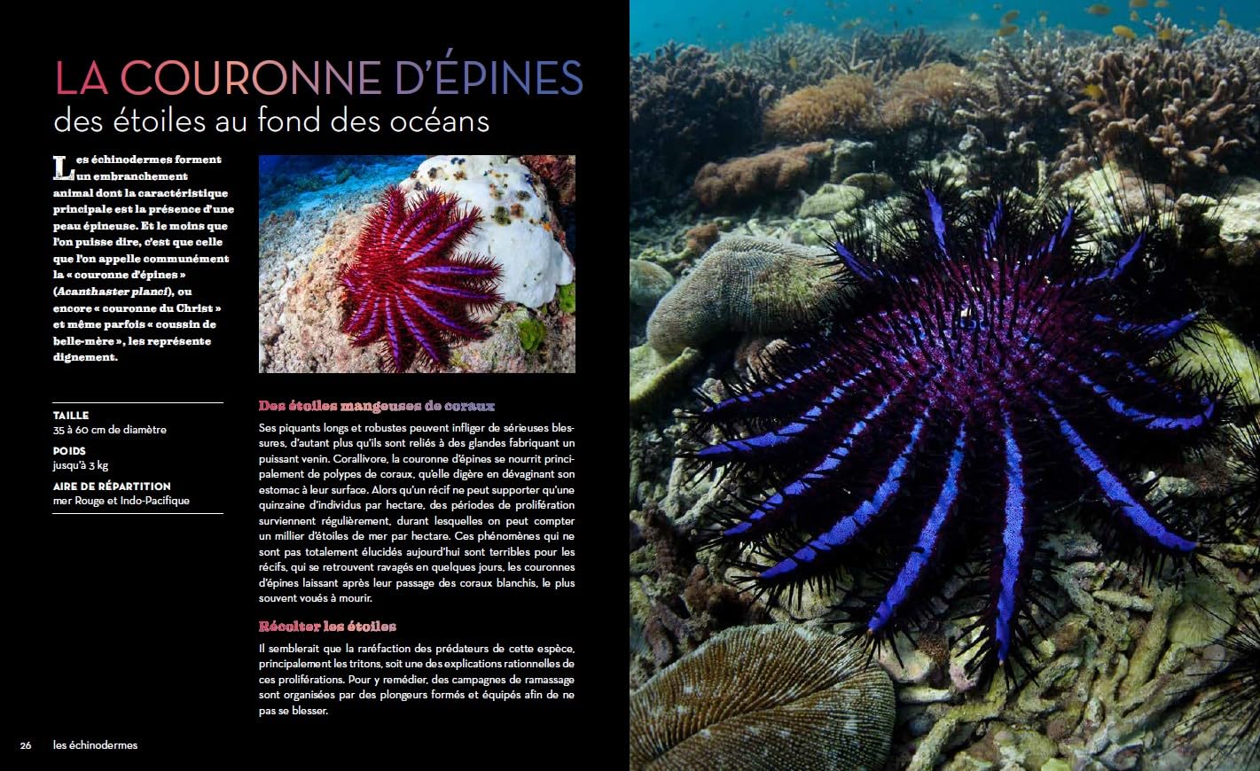 Fascinantes créatures, la vie secrète des animaux des profondeurs et des abysses