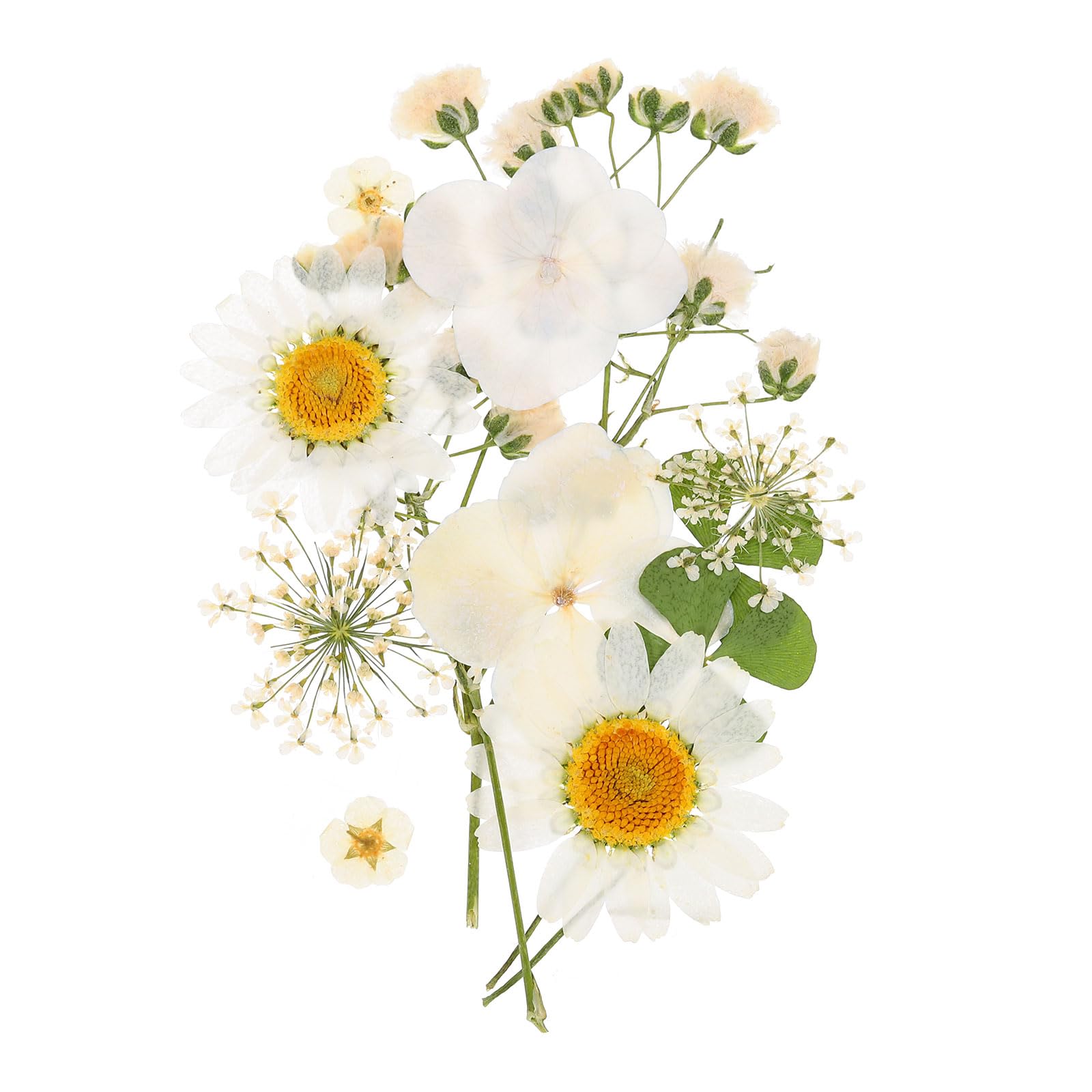 PATIKIL Dried Pressed Flowers