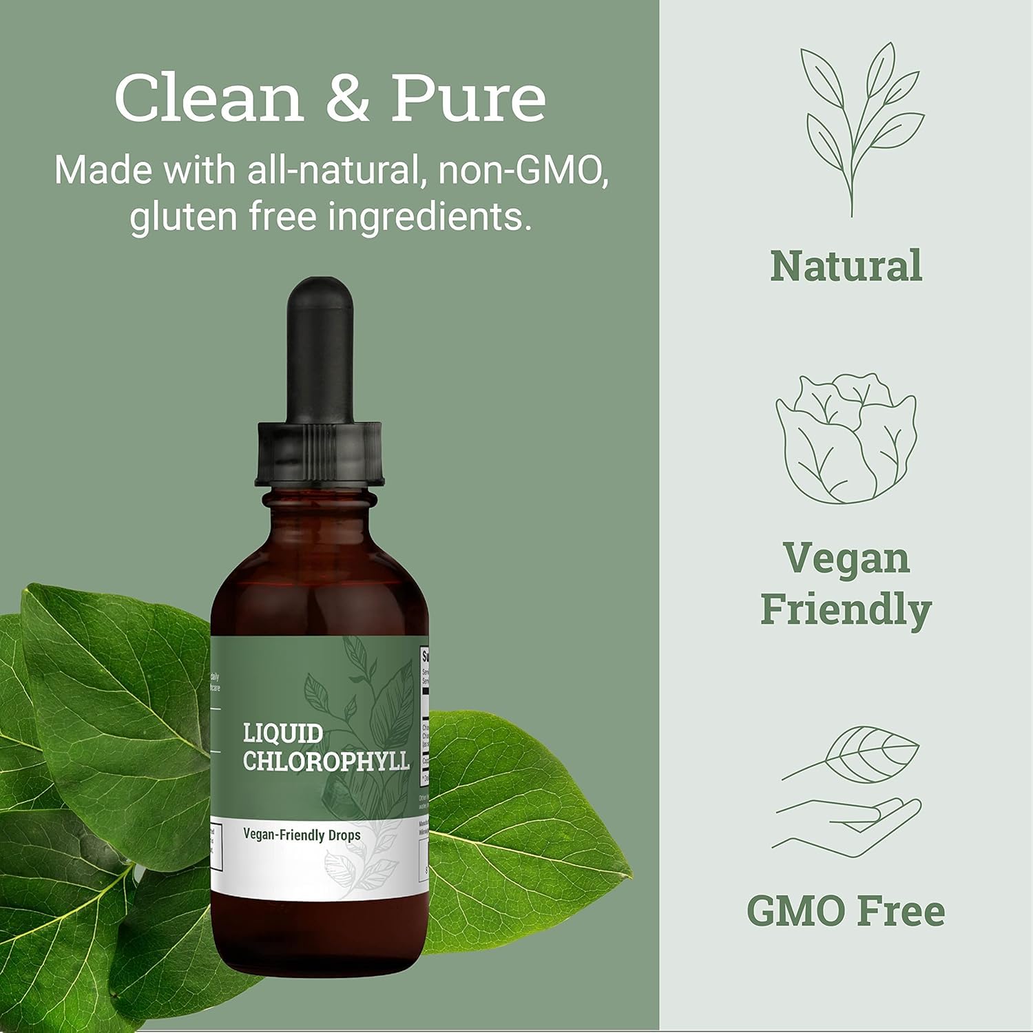Chlorophylle liquide pour favoriser le bien-être digestif et la vitalité naturelle du corps
