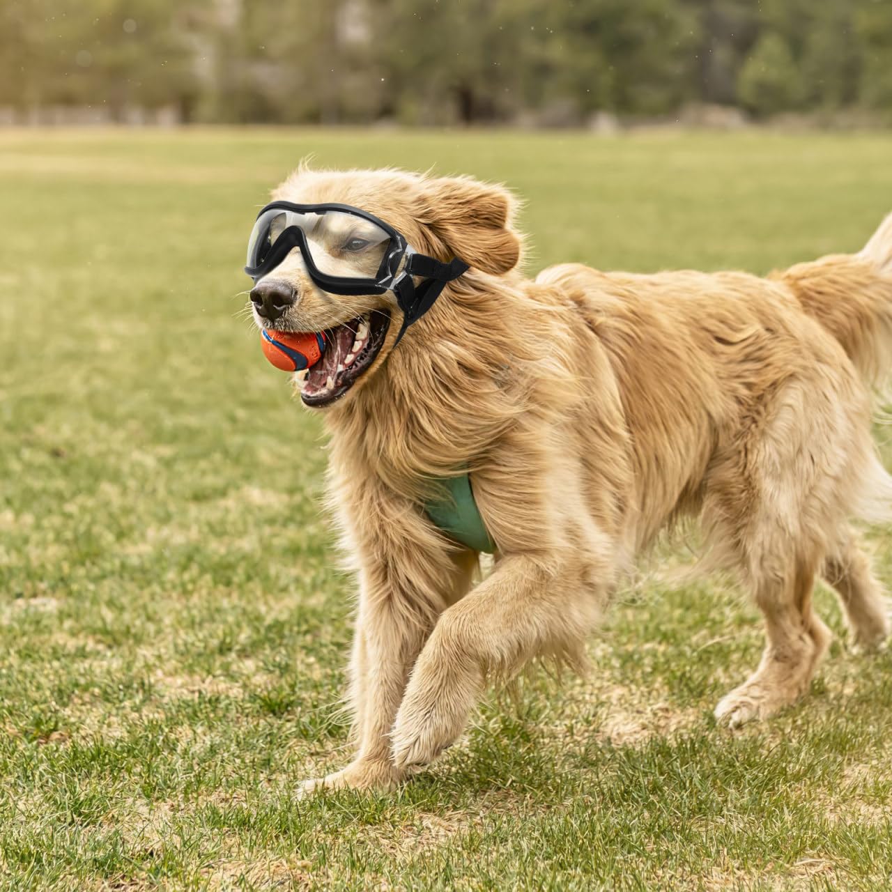 balacoo Hundebrille Transparente Schutzbrille Mit Verstellbarem Gummiband Winddichter Augenschutz Aus Pc-Material Für Hunde Bei Sport Laufen Spaziergängen Und Outdoor-Aktivitäten