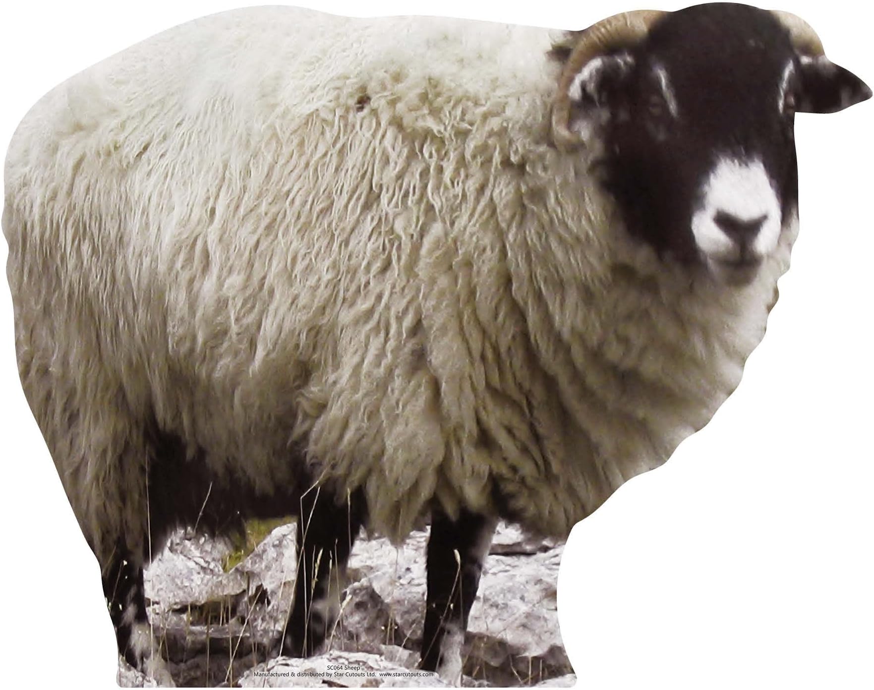 Star Cutouts Cut Out of Sheep