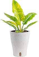 Vista 11 de Costa Farms Trending Tropicals - Planta de interior viva Begonia maculata de 15 pulgadas de alto, en maceta decorativa blanca