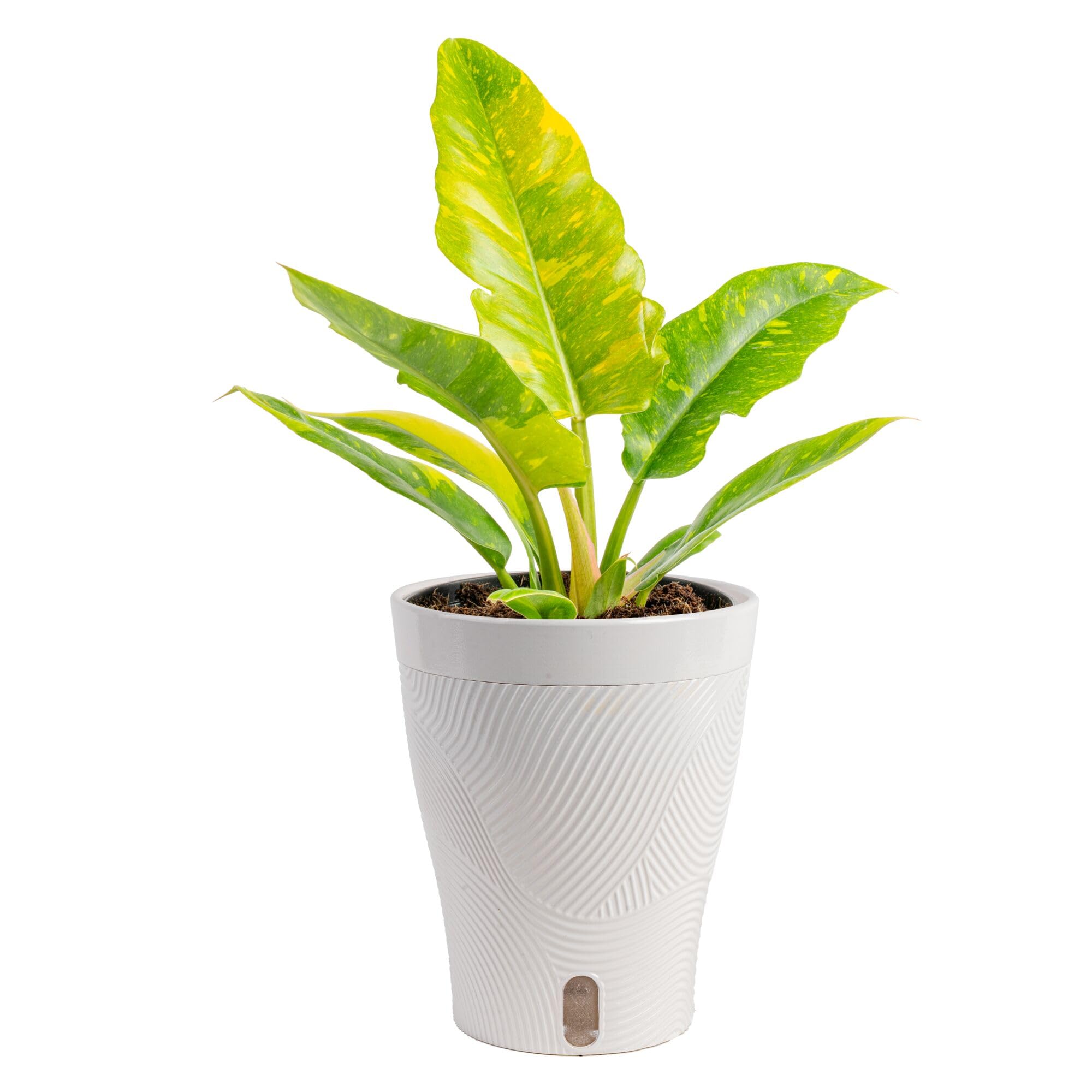 Costa Farms Philodendron Ring of Fire