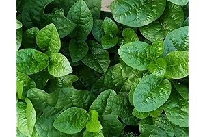 120+ Malabar Spinach Seeds for Planting