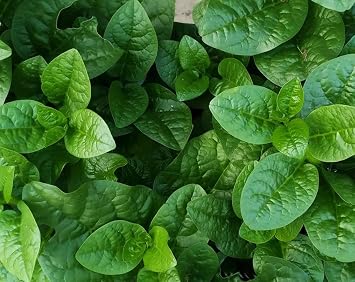 120+ Malabar Spinach Seeds for Planting