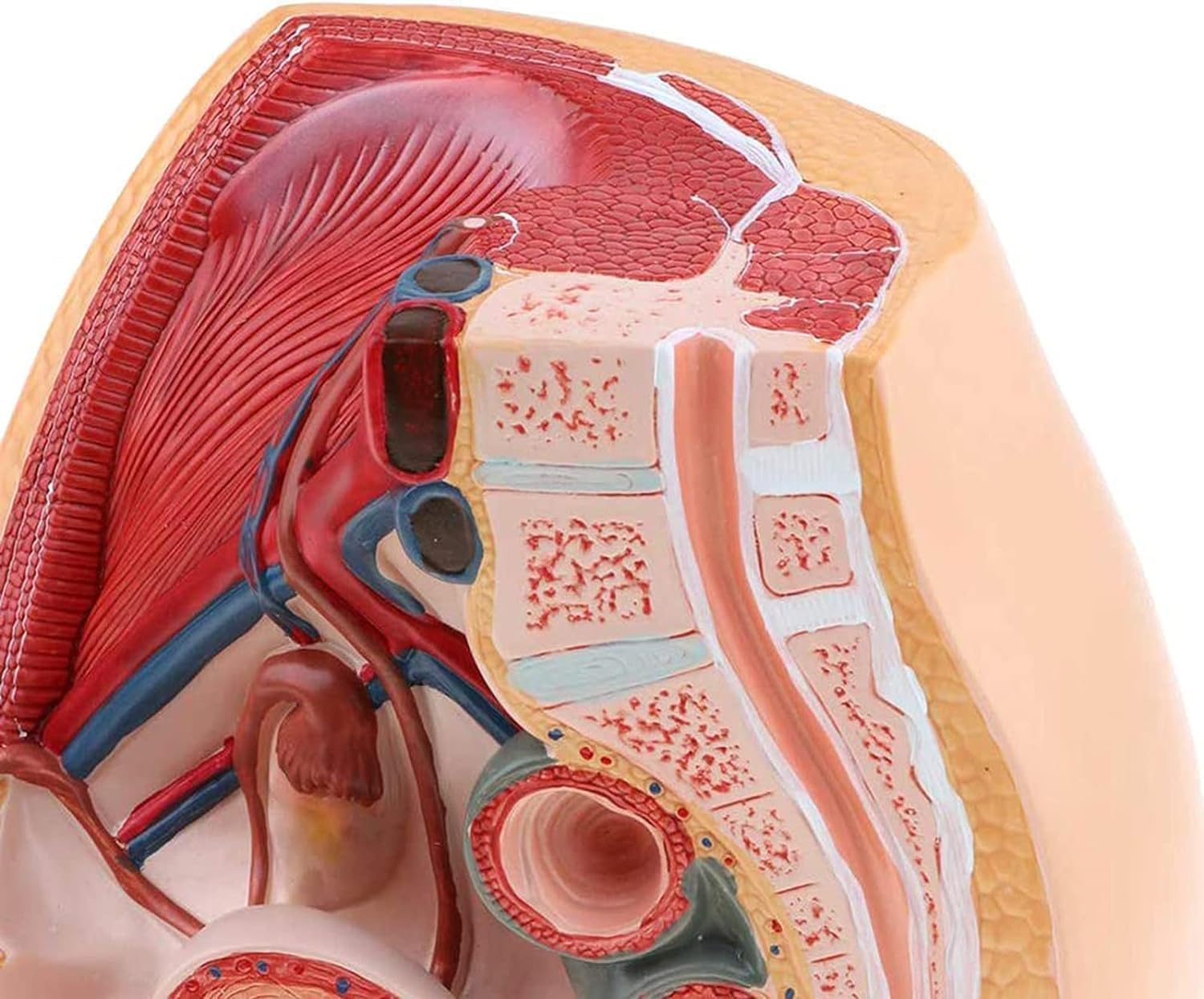 Model Anatomiczny Miednicy żeńskiej, Przekrój Strzałkowy Pośrodkowy, Ginekologiczne Zapalenie Gruczołu Krokowego Z Więzadłami, Naczyniami, Nerwami, Dnem Miednicy I Narządami, Do Szkoleń Med
