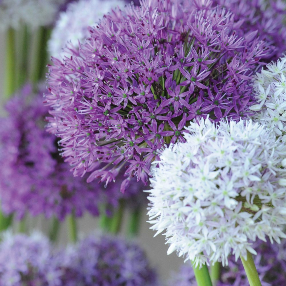 Allium Bulbs Collection Ornamental Onion Garden Border Flower Plants Hardy Bulbs for Cut Flower Gardens Summer Flowering, 32 x Allium Big Impact Mixed Bulbs by Thompson and Morgan
