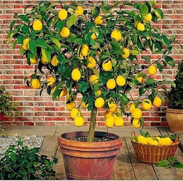Gardenbox Saks l  Bodur Limon Fidan , 2 Ya , Meyve Veren Mayer Limon A ac