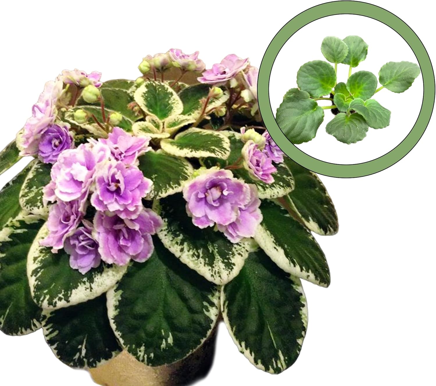 Buckeye Seductress African Violet Starter Plant Patio