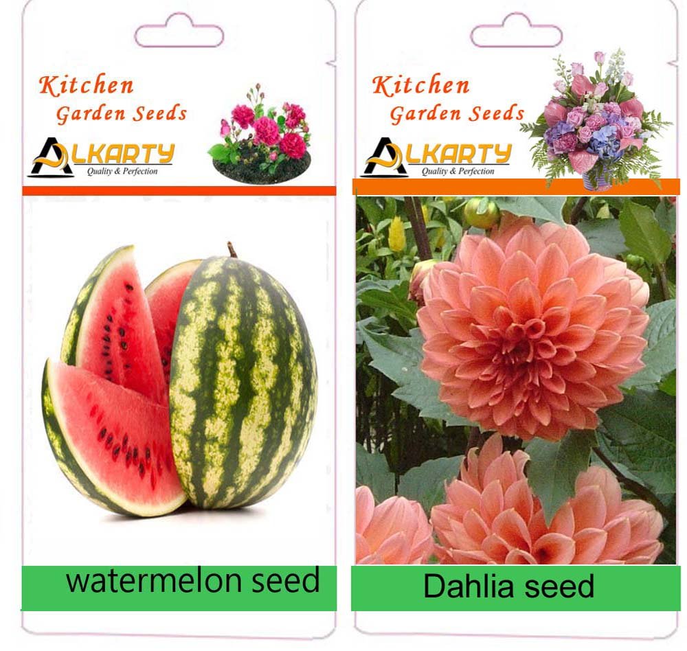 Dahlia and Water Melon Seed (20 Each)-image-8