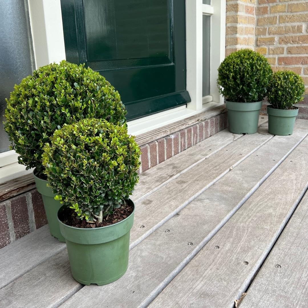 Plants by Frank Ilex Crenata Jenny, 2x Stechpalme Kugel, Ø 20 cm
