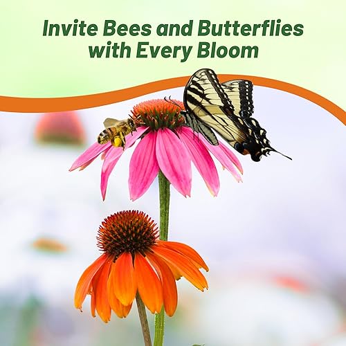 Miniatura 6 de Outsidepride Cheyenne Spirit Semillas de equinácea equinácea  10 piezas de semillas perennes, tolerantes a la sequía, mezcla de semillas de